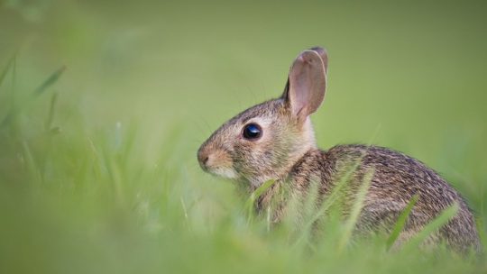 3 conseils pour réussir l’élevage d’un lapin nain